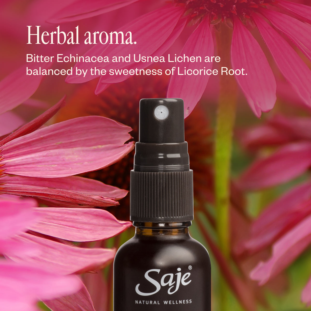 Echinacea